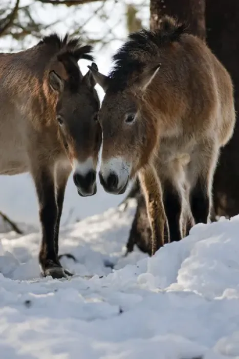 Framed Print : Przewalskis Horse or Takhi (Equus ferus przewalskii) in winter and snow, captive Framed Print : Przewalskis Horse or Takhi (Equus ferus przewalskii) in winter and snow, captive