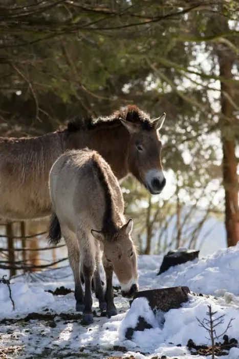 Framed Print : Przewalskis Horse or Takhi (Equus ferus przewalskii) in winter and snow, captive Framed Print : Przewalskis Horse or Takhi (Equus ferus przewalskii) in winter and snow, captive