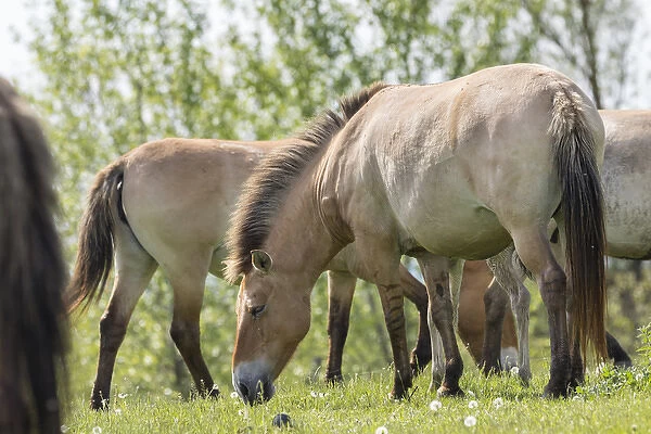 Przewalskis Horses or Takhi (Equus ferus przewalskii) grazing in a field in the wildlife