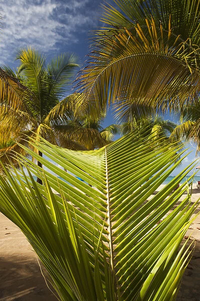 Puerto Rico, East Coast, Luquillo, Playa Luquillo Beach, palms