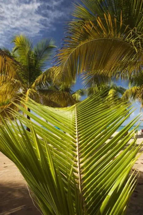 Framed Print : Puerto Rico, East Coast, Luquillo, Playa Luquillo Beach, palms Framed Print : Puerto Rico, East Coast, Luquillo, Playa Luquillo Beach, palms