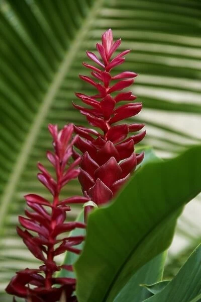 Puerto Vallarta, Mexico. Red ginger plant