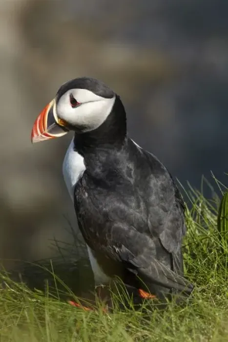 Framed Print : Puffin (Fratercula