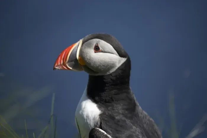 Framed Print : Puffin (Fratercula arctica), Staffa, off Isle of Mull, Scotland, United Kingdom
