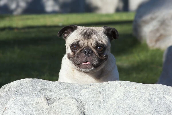 Pug peaking up behind a rock MR