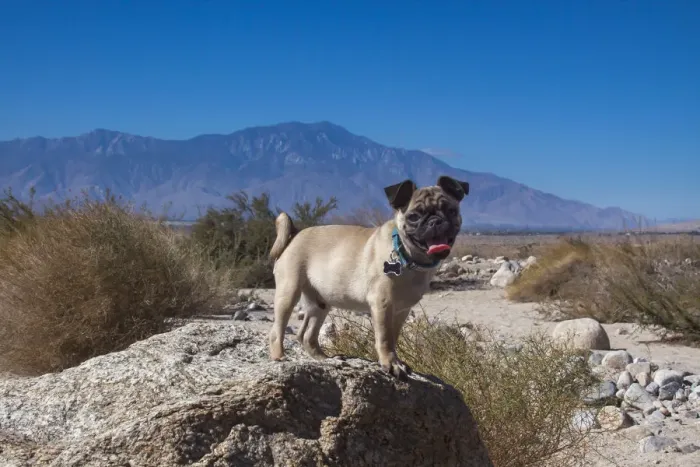 Framed Print : Pug puppy in the desert