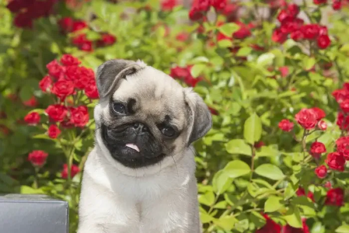 Framed Print : Pug puppy in red roses Framed Print : Pug puppy in red roses