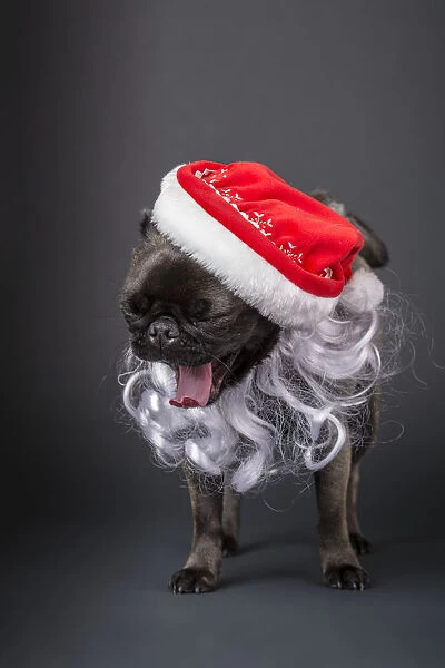 Pug yawning in a Santa hat and beard. (PR)