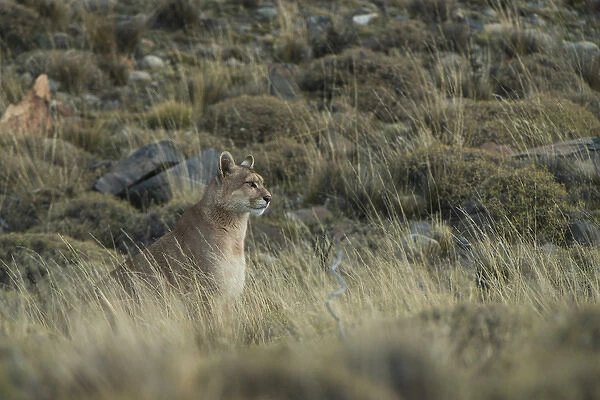Puma (Felis concolor patagonica) female born without tail, Torres del Paine National Park