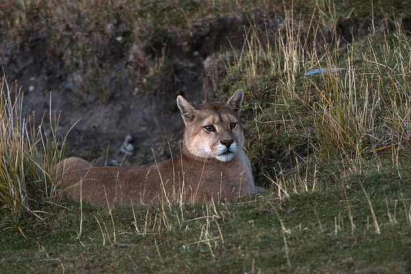 Puma (Felis concolor patagonica) waiting on fence line to hunt guanaco, Torres del