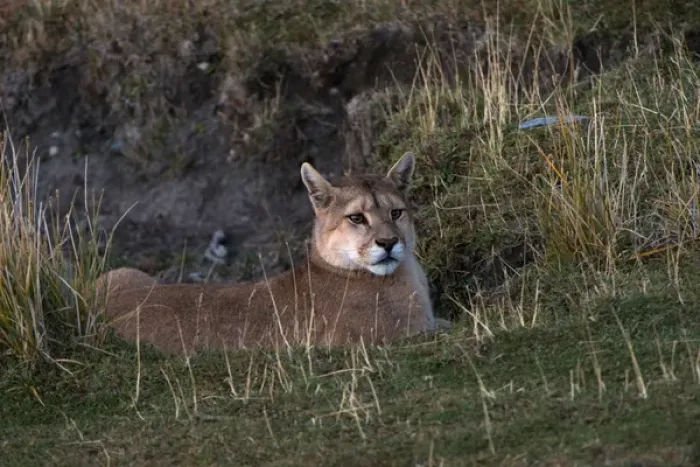 Framed Print : Puma (Felis concolor patagonica) waiting on fence line to hunt guanaco, Torres del Framed Print : Puma (Felis concolor patagonica) waiting on fence line to hunt guanaco, Torres del
