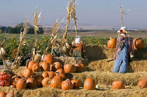 Pumpkin display with hay bales and scarecrows at a roadside fruit stand in Fruitland, Idaho
