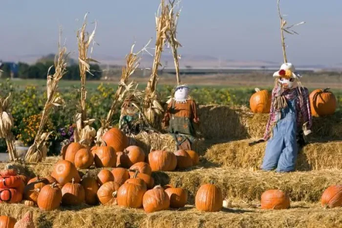 Framed Print : Pumpkin display with hay bales and scarecrows at a roadside fruit stand in Fruitland, Idaho Framed Print : Pumpkin display with hay bales and scarecrows at a roadside fruit stand in Fruitland, Idaho