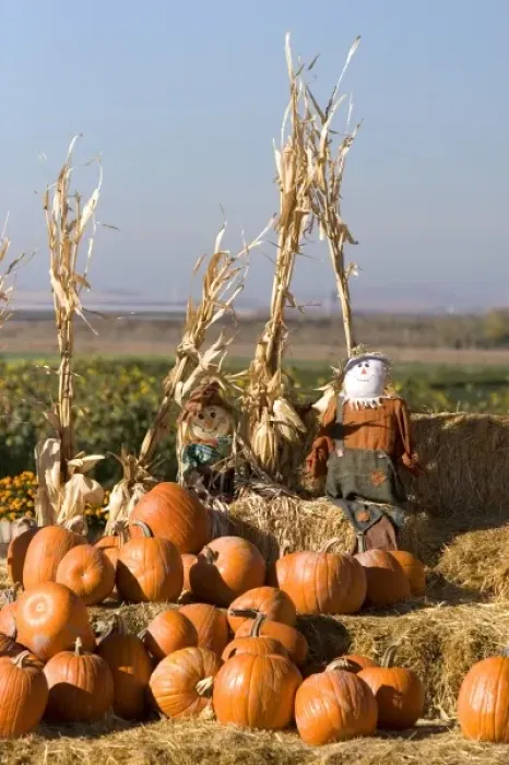 Framed Print : Pumpkin display with hay bales and scarecrows at a roadside fruit stand in Fruitland, Idaho