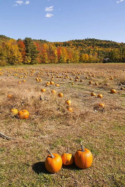 Pumpkin patch and autumn leaves in Vermont countryside, USA