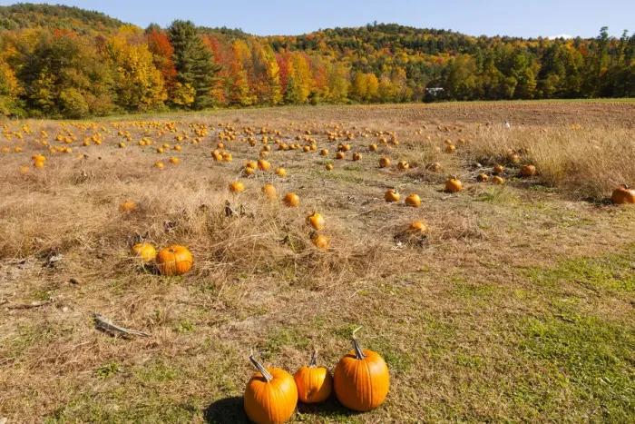 Framed Print : Pumpkin patch and autumn leaves in Vermont countryside, USA Framed Print : Pumpkin patch and autumn leaves in Vermont countryside, USA