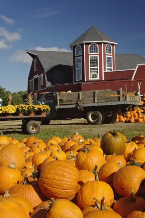 Framed Print : Pumpkins on farm in autumn near Concord, Massachusetts Framed Print : Pumpkins on farm in autumn near Concord, Massachusetts