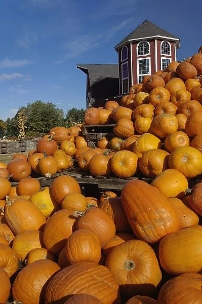 Pumpkins on farm in autumn near Concord, Massachusetts