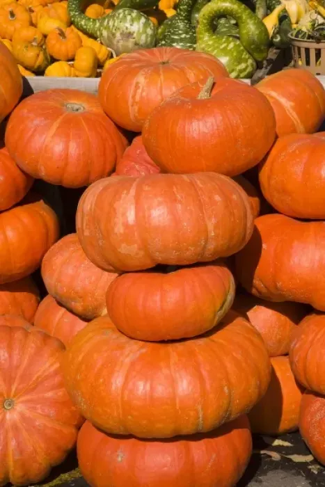 Framed Print : Pumpkins at market Montreal, Quebec Framed Print : Pumpkins at market Montreal, Quebec
