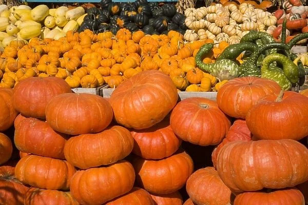 Pumpkins and squash at market Montreal, Quebec