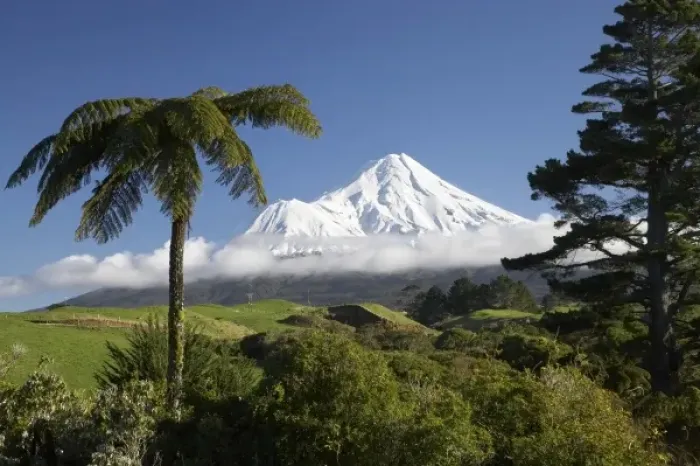Framed Print : Punga (tree fern) and Farmland near Stratford and Mt Taranaki / Mt Egmont, Taranaki Framed Print : Punga (tree fern) and Farmland near Stratford and Mt Taranaki / Mt Egmont, Taranaki