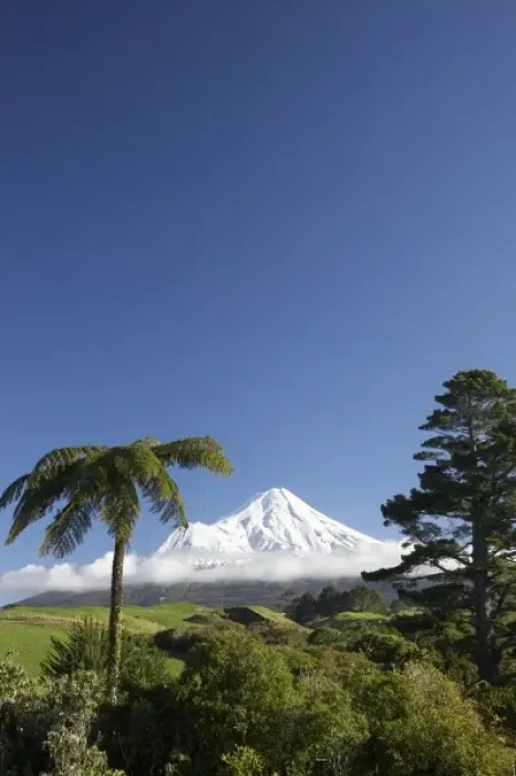 Framed Print : Punga (tree fern) and Farmland near Stratford and Mt Taranaki  /  Mt Egmont, Taranaki