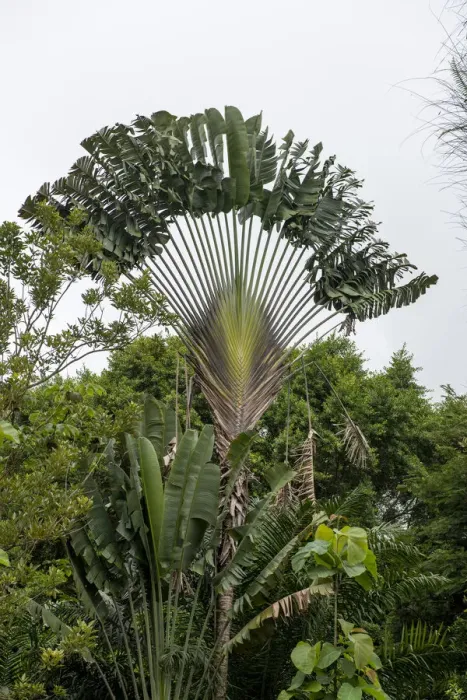 Framed Print : Puntarenas, Costa Rica