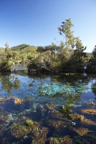 Pupu Springs (Te Waikoropupu Springs ), near Takaka, Golden Bay, Nelson Region, South Island