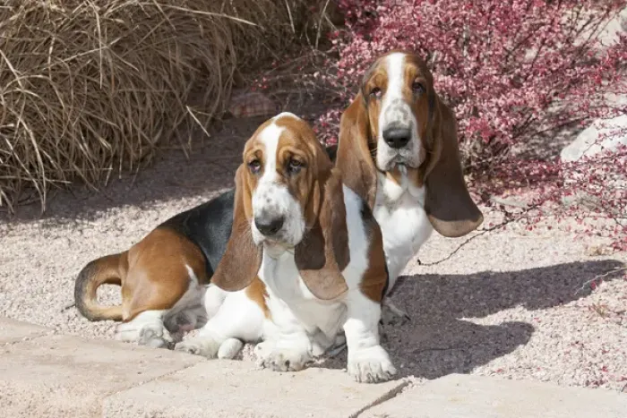 Framed Print : Purebred Bassett Hound two sitting near red bush Framed Print : Purebred Bassett Hound two sitting near red bush