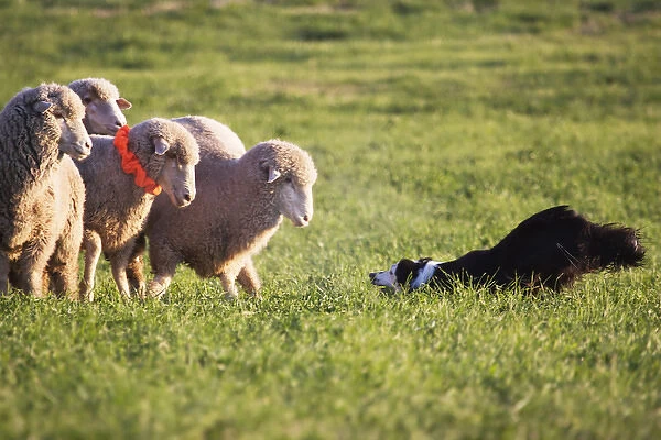 purebred border collie, Border collie challenging 3, three, merino sheep