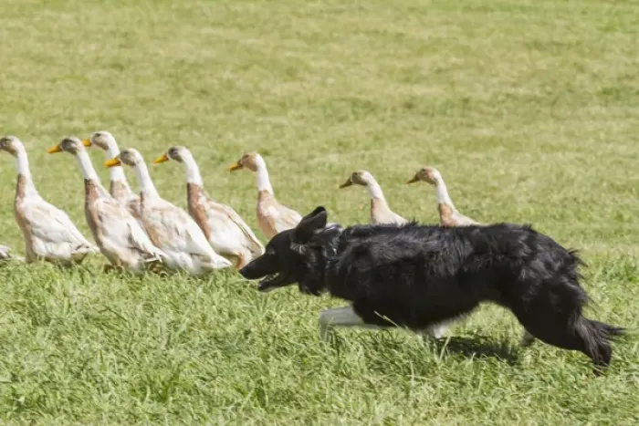 Framed Print : Purebred Border Collie herding ducks Framed Print : Purebred Border Collie herding ducks