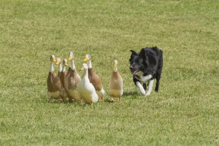 Framed Print : Purebred Border Collie herding ducks Framed Print : Purebred Border Collie herding ducks