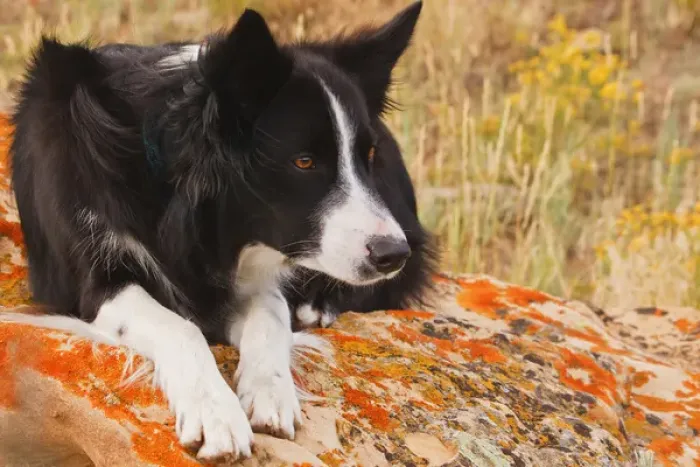 Framed Print : purebred border collie laying on moss rock Framed Print : purebred border collie laying on moss rock