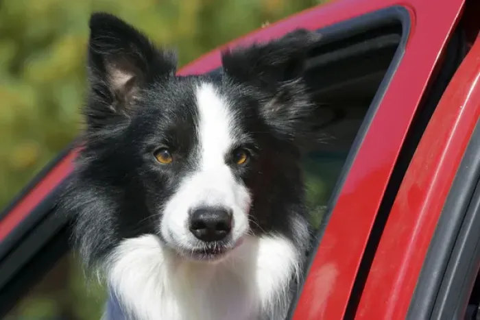 Framed Print : Purebred Border Collie looking out red truck window Framed Print : Purebred Border Collie looking out red truck window