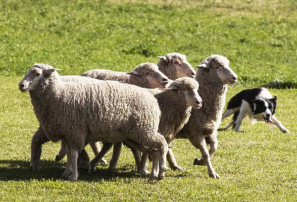 Purebred Border Collie, turning sheep