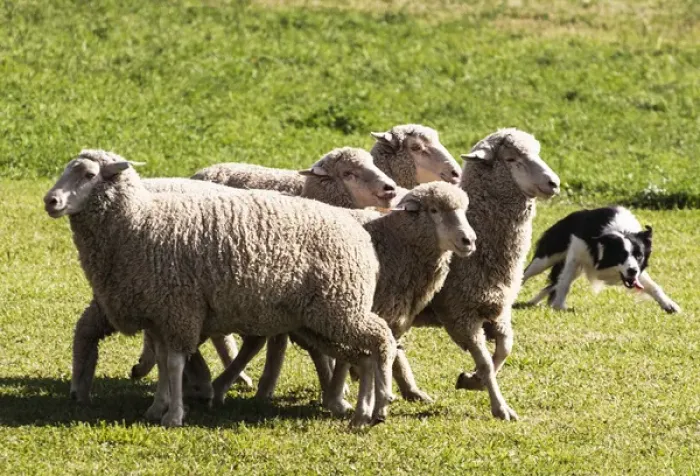 Framed Print : Purebred Border Collie, turning sheep Framed Print : Purebred Border Collie, turning sheep