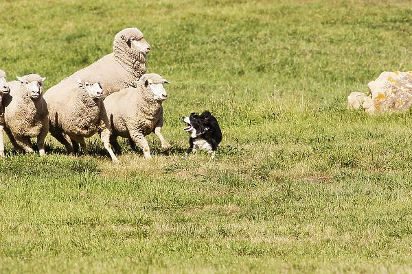 Purebred Border Collie, working sheep, taking charge