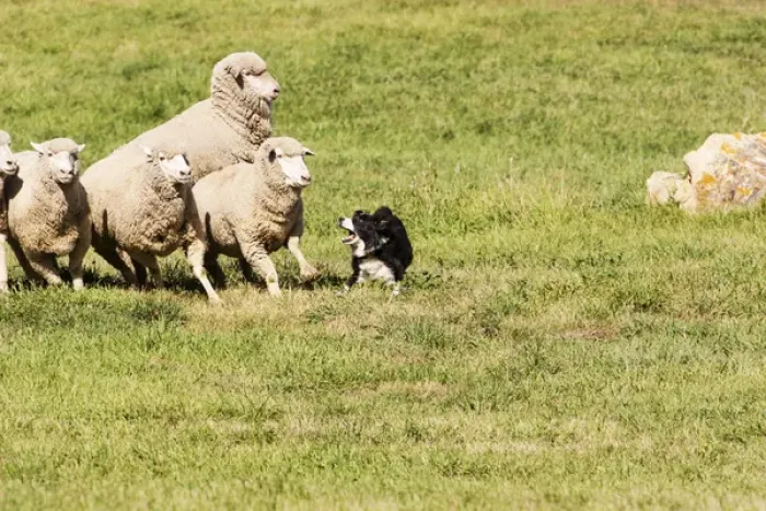 Framed Print : Purebred Border Collie, working sheep, taking charge Framed Print : Purebred Border Collie, working sheep, taking charge