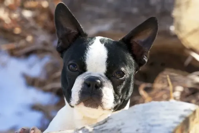 Framed Print : Purebred Boston Terrier, puppy Framed Print : Purebred Boston Terrier, puppy