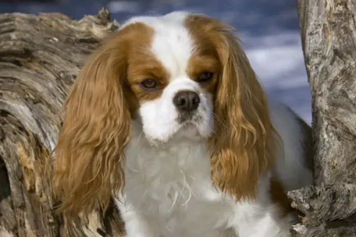 Framed Print : Purebred Cavalier King Charles Spaniel, head and shoulders Framed Print : Purebred Cavalier King Charles Spaniel, head and shoulders