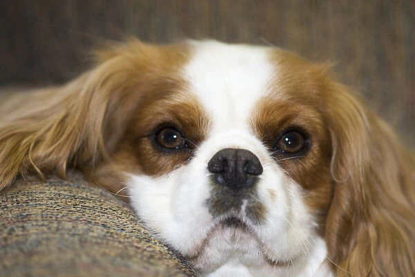 purebred cavalier king charles spaniel lounging on couch