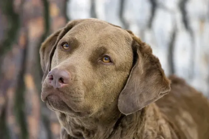 Framed Print : Purebred Chesapeake Bay Retriever, intense, eyes Framed Print : Purebred Chesapeake Bay Retriever, intense, eyes