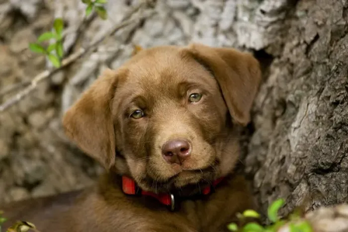 Framed Print : purebred chocolat labrador retriever puppy 9 weeks old head shot