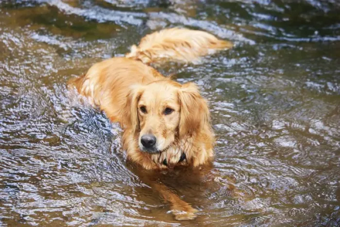 Framed Print : Purebred Golden Retriever, lying in mountain stream Framed Print : Purebred Golden Retriever, lying in mountain stream