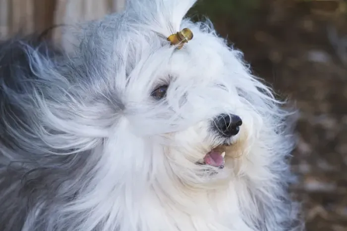 Framed Print : Purebred Havanese coat blowing in the wind Framed Print : Purebred Havanese coat blowing in the wind