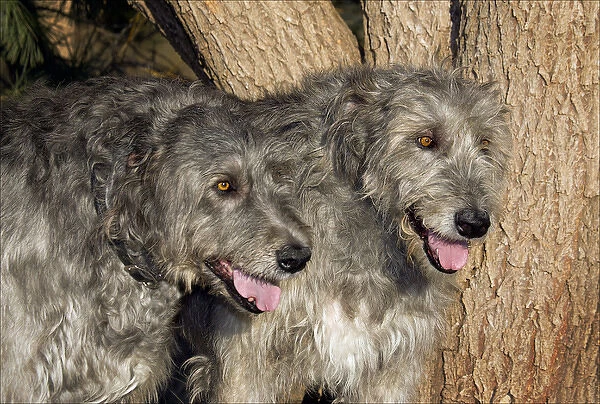 Purebred Irish Wolfhound two by a tree