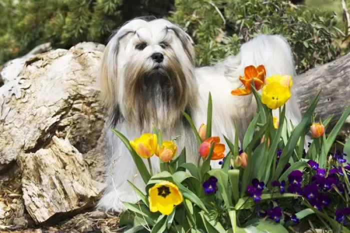 Framed Print : Purebred Lhasa Apso stading in spring flowers Framed Print : Purebred Lhasa Apso stading in spring flowers