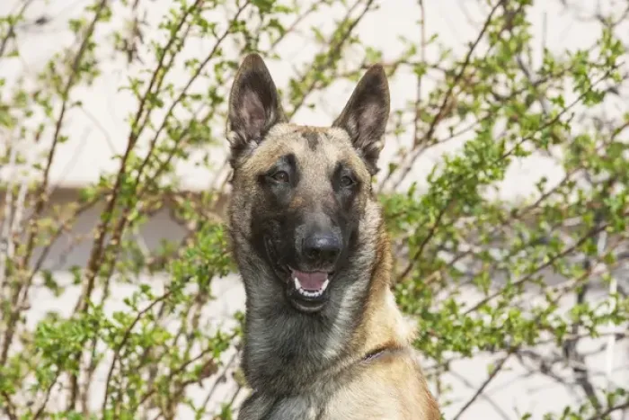Framed Print : Purebred Malinois in front of bushes and light tan building Framed Print : Purebred Malinois in front of bushes and light tan building