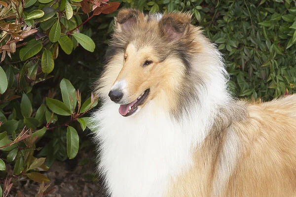 purebred rough collie head, shoulders in front of greenery