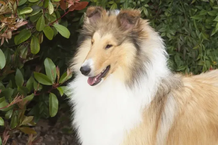 Framed Print : purebred rough collie head, shoulders in front of greenery Framed Print : purebred rough collie head, shoulders in front of greenery